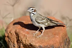 Lark: Lark Sparrow