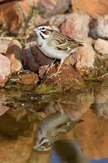 Lark: Lark Sparrow