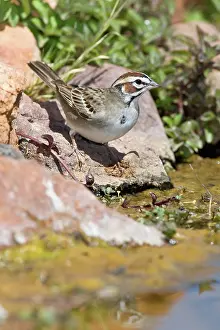 Lark: Lark Sparrow