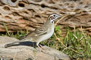 Lark: Lark Sparrow