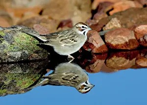 Lark: Lark Sparrow (Chondestes grammacus)