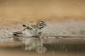 Bathing: Lark Sparrow (Chondestes grammacus) bathing