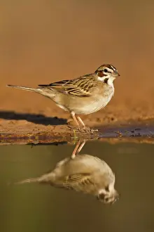 Thirst: Lark Sparrow (Chondestes grammacus) drinking