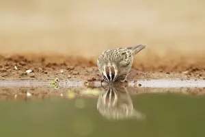 Chondestes: Lark Sparrow - drinking