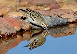 Lark: Lark Sparrow drinking