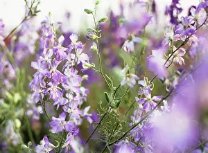 Consolida: Larkspur