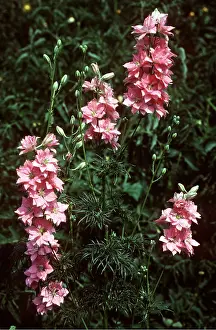 Allen Paterson: LARKSPUR