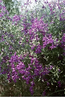 Buds: LARKSPUR