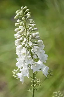 Consolida: Larkspur, Consolida regalis White Spire, Single