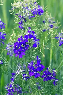 Consolida: Larkspur- flowers - on edge of cornfield