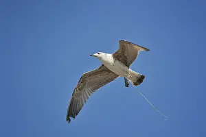 Scrap: Larus michahellis Larus cachinnans michahellis L
