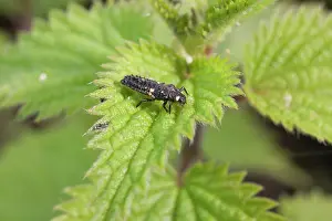 Bipunctata: Larva of 2 Spot ladybird