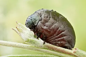 Unique: A larva of the beetle family Timarcha (Chrysomel