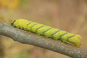 Deaths: Larva (caterpillar) of butterfly Deaths Head Hawkmoth