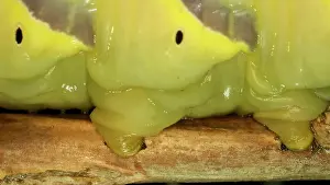 Extreme: Larva (caterpillar) of butterfly Deaths Head Hawkmoth