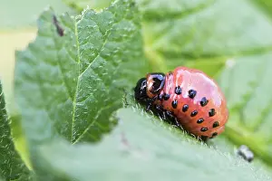 Leptinotarsa: Larva of the Colorado potato beetle (Leptinotarsa