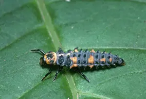 Hippodamia: Larva of Convergent Ladybird Beetle