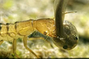 Dytiscus: Larva of Great diving beetle(Dytiscus marginalis)