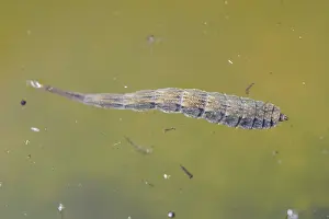 Antennata: Larva of Horsefly (Tabanus sp) in water, Lorraine