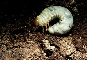 D. W. Greenslade: LARVA OF LESSER STAG BEETLE - in rotting Beech stump