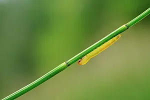 Halm: Larva Sawflie
