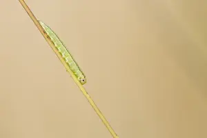 Drentsche: Larva Sawfly (Symphyta) sitting on stem, The Ne