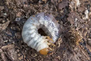 Fagaceae: Larva of Stag beetle in a stump of beech wood, winter