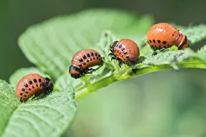 Leptinotarsa: Larvae of the Colorado potato beetle (Leptinotarsa
