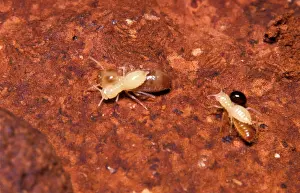 Inquiline: Larvae of Jockey beetle - inquiline carried by