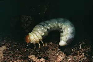 D. W. Greenslade: Larvae of Lesser Stag Beetle