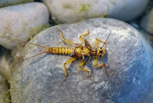 Isar: Larvae of a stonefly (Plecoptera) on stone in shallow
