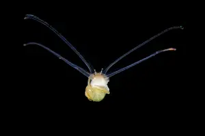 Larval: Larval Sea Snail - swimming on night dive