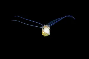 Larval: Larval Sea Snail - swimming on night dive