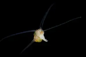 Larval: Larval Sea Snail - swimming on night dive