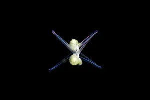 Larval: Larval Sea Snail - swimming on night dive