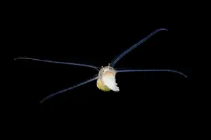 Larval: Larval Sea Snail - swimming on night dive