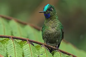 Choco: Las Tangaras Bird Reserve, Choco, Colombia Las Tngaras