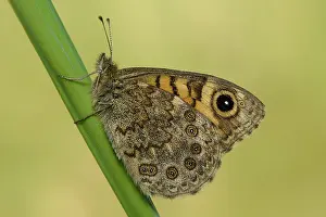 Nymphalidae: Lasiommata megera