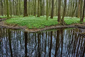 Floodplain: The Lasker Auenwald nature reserve in the Sorbian