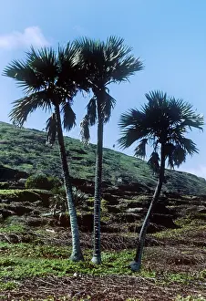Nancy Jennings: Latan Palms - endemic