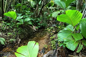 Praslin: Latannyen Lat Palm