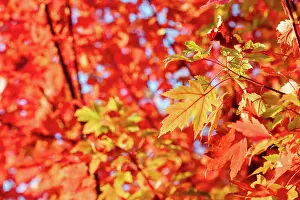 Victoria: Late afternoon light in autumn thru a maple tree i