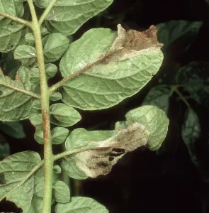 Tuberosum: Late blight on potato leaf