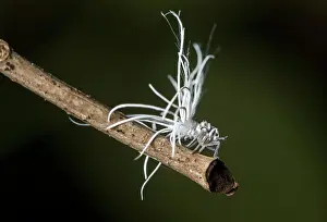 Larval: Late larval stage of a nymph of the pointed cicada