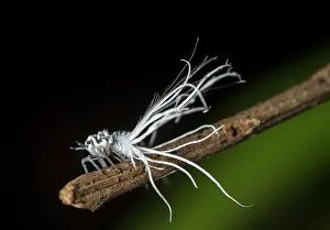 Larval: Late larval stage of a nymph of the pointed cicada