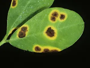 Chlorosis: Late Leaf Spot on Peanut leaf