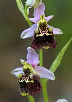 Fuciflora: Late spider orchid