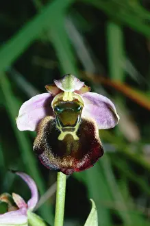 Fuciflora: LATE SPIDER ORCHID
