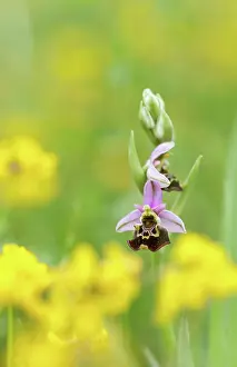 Ophrys: Late Spider Orchid