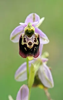 Ophrys: Late spider Orchid - Close up of flower